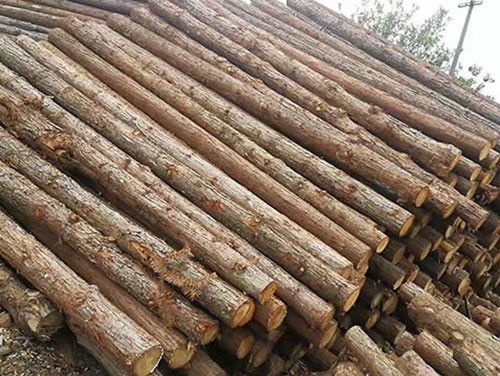 杉木樁的選用要了解的事項(xiàng)