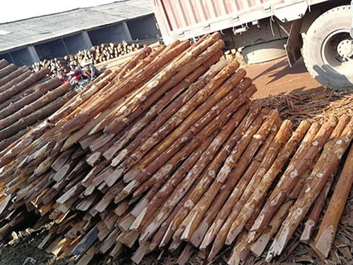 杉木樁樹種及構(gòu)造特征