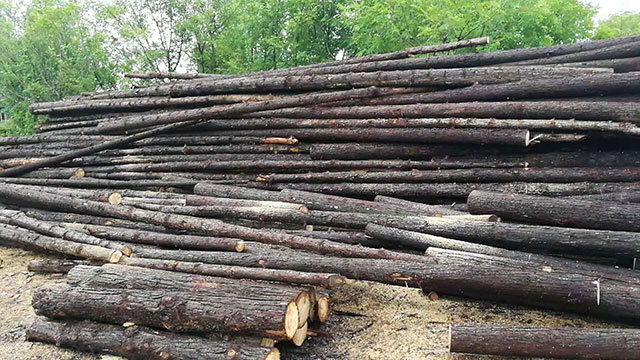 駁岸防汛木樁哪里有賣的