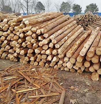 杉木樁的采購(gòu)要點(diǎn)分析 杉木樁的采購(gòu)要點(diǎn)分析