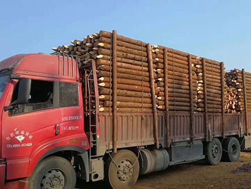 怎么才能預防杉木樁發(fā)生開裂和變色呢