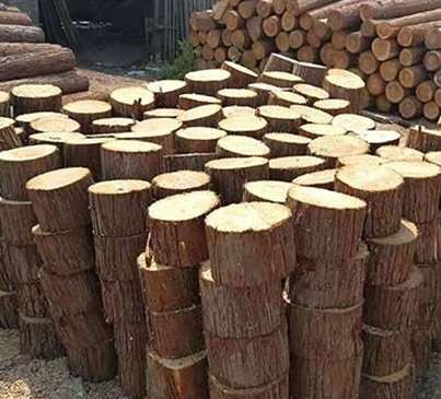 杉木綠化樁選購的時候需要注意什么問題
