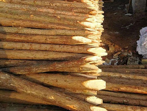 為什么杉木樁的利用率高