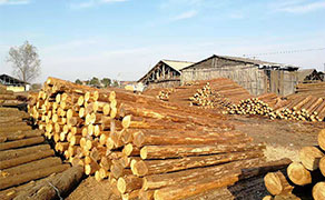 綠化支撐桿需要支撐多久