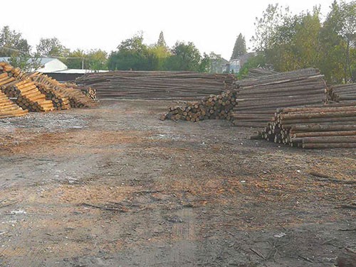 杉木樁受關(guān)注程度高的因素