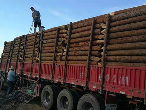 杉木樁如何挑選