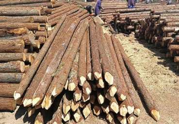 杉木的常見用途有哪些