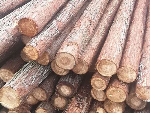 杉木樁富含松脂防水防腐效果好