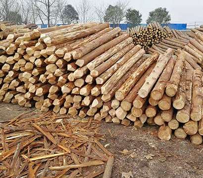 杉木樁的選擇應(yīng)從哪些方面入手