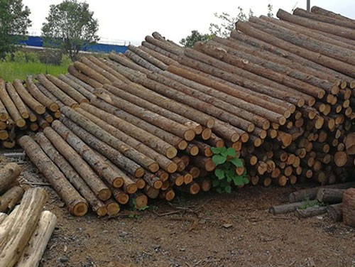 杉木樁廠家淺談杉木的特點