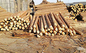 杉木樁打樁的注意事項