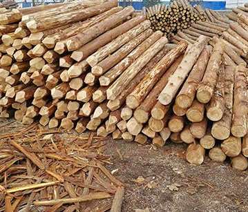 杉木樁在水中使用能夠保持長久的防腐朽