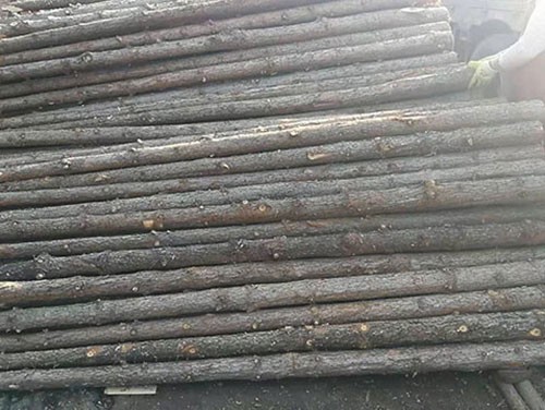 杉木樁的利用不能忽視的點