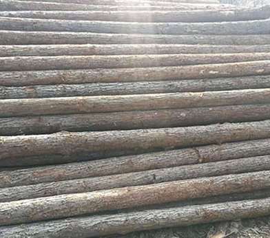 杉木樁發(fā)生開裂的原因是什么?