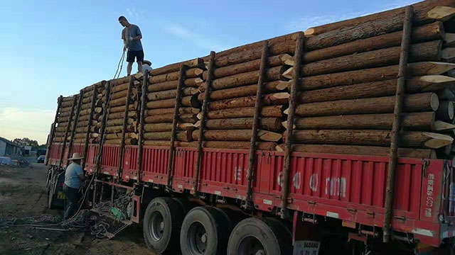 30公分護(hù)坡木樁多少錢一米