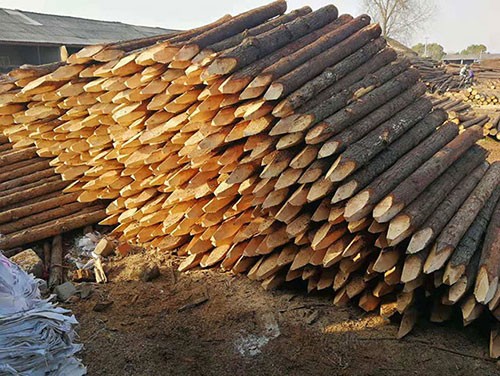 杉木樁品質(zhì)好壞的鑒別標(biāo)準(zhǔn)