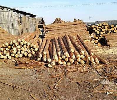 杉原木節(jié)子對杉原木使用的影響