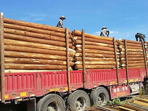 杉木樁的幾個特性