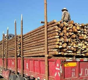 杉木樁的產量如何提升