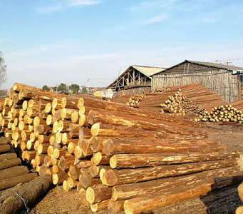 杉木樁作為河道木樁的時(shí)候需要注意什么