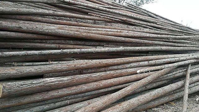 杉木原木價格 杉木原木價格