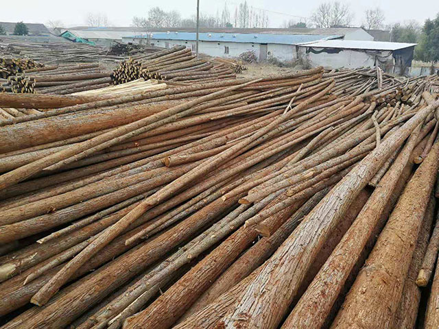 杉木原木加工廠 杉木原木加工廠