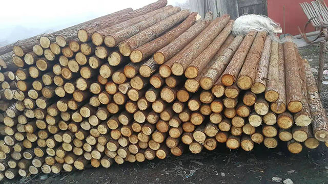 �o��ľ������