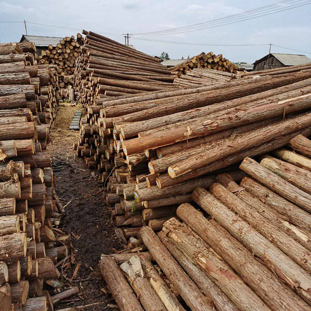 園林綠化樁 園林綠化樁