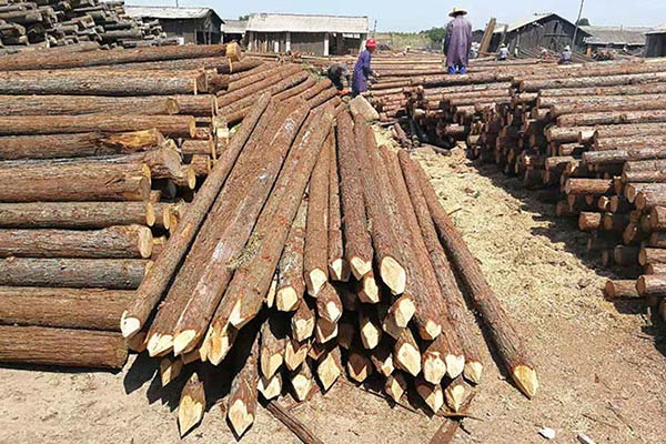 防汛木樁 防汛木樁