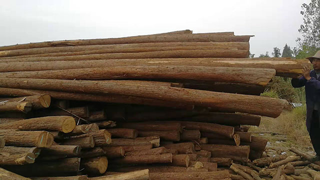 杉木原木供應(yīng) 杉木原木供應(yīng)